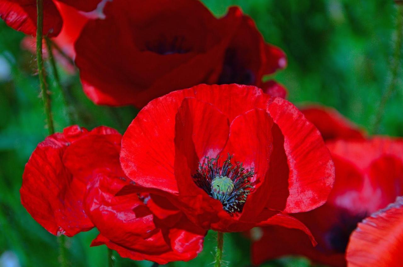 Poppy Flower Apartment บูดาเปสต์ ภายนอก รูปภาพ